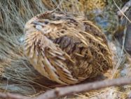 breeding quail bird