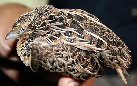 Breeding quail bird