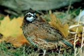quail bird breed