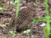 quail bird